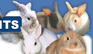 rabbits,guinea pigs,ferrets,chinchillas,hamsters,mice