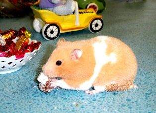 rabbits,guinea pigs,ferrets,chinchillas,hamsters,mice