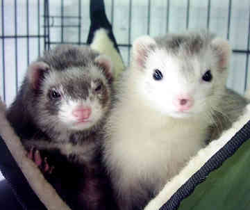 rabbits,guinea pigs,ferrets,chinchillas,hamsters,mice