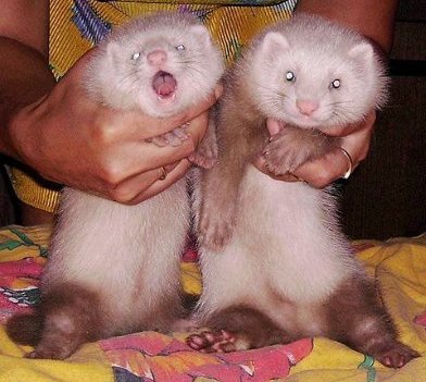 rabbits,guinea pigs,ferrets,chinchillas,hamsters,mice