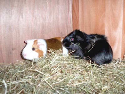 rabbits,guinea pigs,ferrets,chinchillas,hamsters,mice