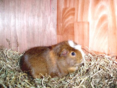rabbits,guinea pigs,ferrets,chinchillas,hamsters,mice