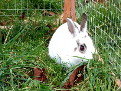 rabbits,guinea pigs,ferrets,chinchillas,hamsters,mice