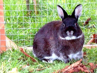 rabbits,guinea pigs,ferrets,chinchillas,hamsters,mice