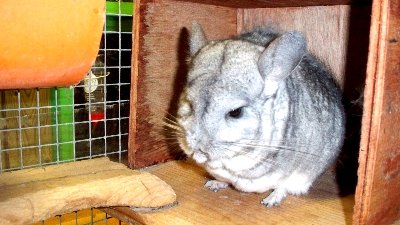 rabbits,guinea pigs,ferrets,chinchillas,hamsters,mice