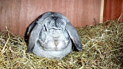 rabbits,guinea pigs,ferrets,chinchillas,hamsters,mice