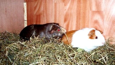 rabbits,guinea pigs,ferrets,chinchillas,hamsters,mice
