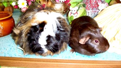 rabbits,guinea pigs,ferrets,chinchillas,hamsters,mice