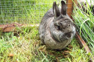 rabbits,guinea pigs,ferrets,chinchillas,hamsters,mice