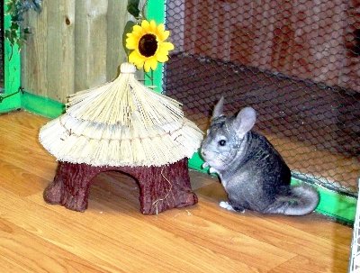 rabbits,guinea pigs,ferrets,chinchillas,hamsters,mice