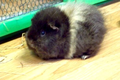 rabbits,guinea pigs,ferrets,chinchillas,hamsters,mice