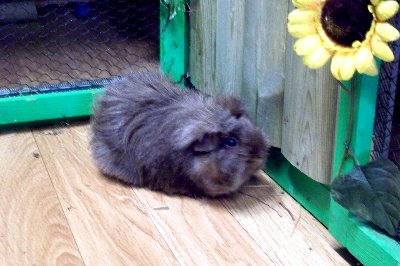 rabbits,guinea pigs,ferrets,chinchillas,hamsters,mice
