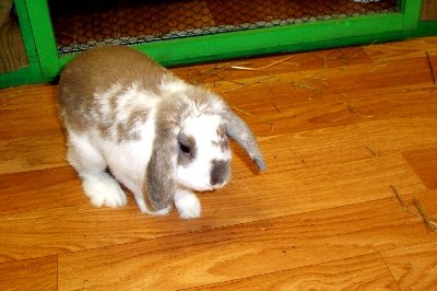 rabbits,guinea pigs,ferrets,chinchillas,hamsters,mice