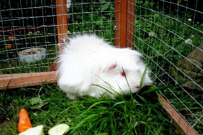 rabbits,guinea pigs,ferrets,chinchillas,hamsters,mice