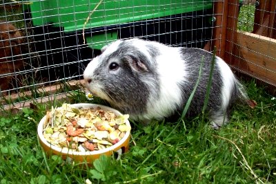 rabbits,guinea pigs,ferrets,chinchillas,hamsters,mice