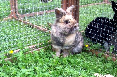 rabbits,guinea pigs,ferrets,chinchillas,hamsters,mice
