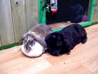 rabbits,guinea pigs,ferrets,chinchillas,hamsters,mice
