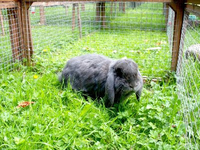 rabbits,guinea pigs,ferrets,chinchillas,hamsters,mice