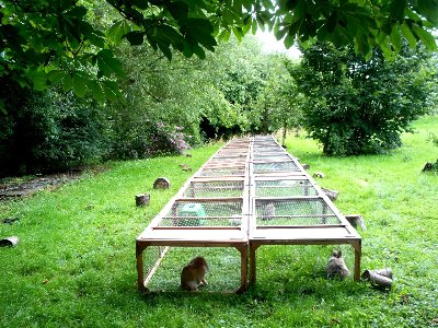 rabbits,guinea pigs,ferrets,chinchillas,hamsters,mice