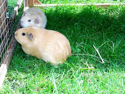 rabbits,guinea pigs,ferrets,chinchillas,hamsters,mice