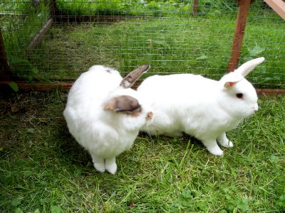 rabbits,guinea pigs,ferrets,chinchillas,hamsters,mice