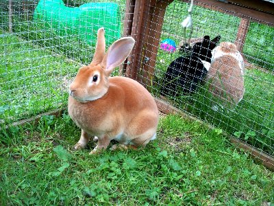 rabbits,guinea pigs,ferrets,chinchillas,hamsters,mice