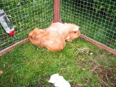rabbits,guinea pigs,ferrets,chinchillas,hamsters,mice