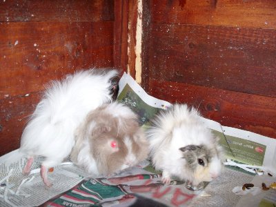 rabbits,guinea pigs,ferrets,chinchillas,hamsters,mice