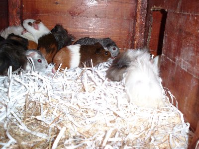 rabbits,guinea pigs,ferrets,chinchillas,hamsters,mice