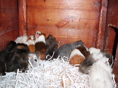 rabbits,guinea pigs,ferrets,chinchillas,hamsters,mice
