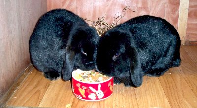 rabbits,guinea pigs,ferrets,chinchillas,hamsters,mice