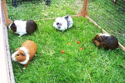 rabbits,guinea pigs,ferrets,chinchillas,hamsters,mice