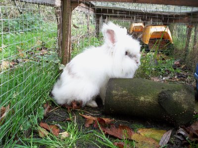 rabbits,guinea pigs,ferrets,chinchillas,hamsters,mice