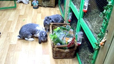 rabbits,guinea pigs,ferrets,chinchillas,hamsters,mice