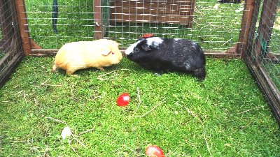 rabbits,guinea pigs,ferrets,chinchillas,hamsters,mice