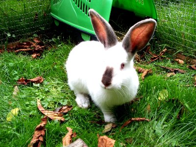 rabbits,guinea pigs,ferrets,chinchillas,hamsters,mice