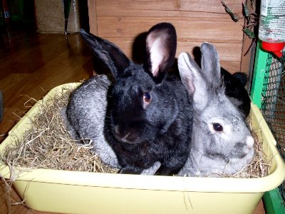 rabbits,guinea pigs,ferrets,chinchillas,hamsters,mice