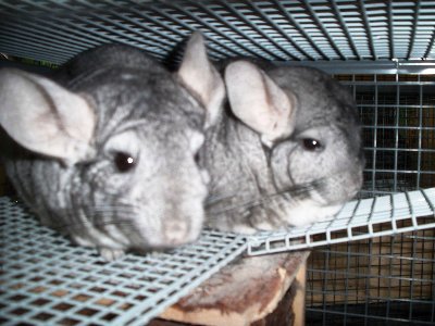 rabbits,guinea pigs,ferrets,chinchillas,hamsters,mice