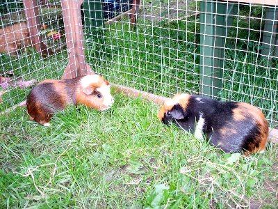 rabbits,guinea pigs,ferrets,chinchillas,hamsters,mice