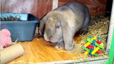 rabbits,guinea pigs,ferrets,chinchillas,hamsters,mice