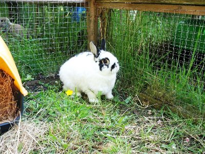 rabbits,guinea pigs,ferrets,chinchillas,hamsters,mice