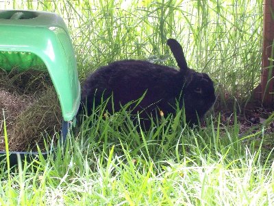 rabbits,guinea pigs,ferrets,chinchillas,hamsters,mice