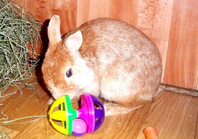 rabbits,guinea pigs,ferrets,chinchillas,hamsters,mice