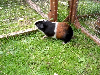 rabbits,guinea pigs,ferrets,chinchillas,hamsters,mice