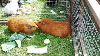 rabbits,guinea pigs,ferrets,chinchillas,hamsters,mice