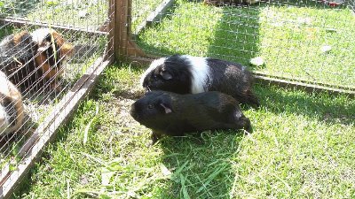 rabbits,guinea pigs,ferrets,chinchillas,hamsters,mice