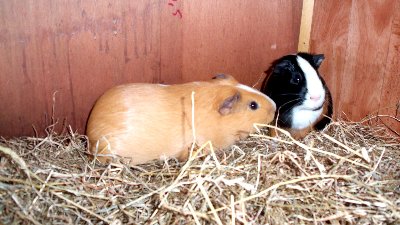 rabbits,guinea pigs,ferrets,chinchillas,hamsters,mice