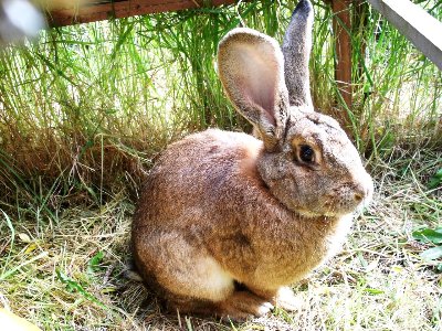 rabbits,guinea pigs,ferrets,chinchillas,hamsters,mice
