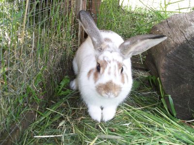 rabbits,guinea pigs,ferrets,chinchillas,hamsters,mice