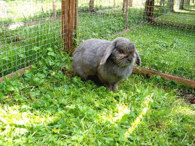 rabbits,guinea pigs,ferrets,chinchillas,hamsters,mice